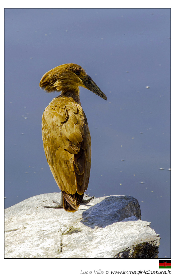 Uccello martello - Scopus umbretta